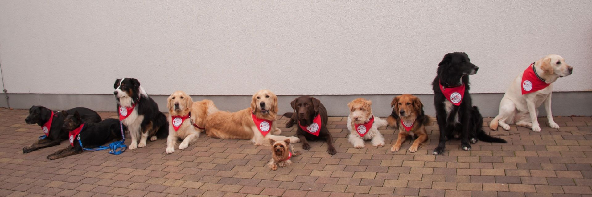 Foto: zwei Therapiehunde auf einem Rollator